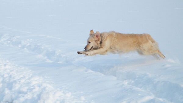 Собака породы золотистый ретривер в снегу - 俄羅斯衛星通訊社