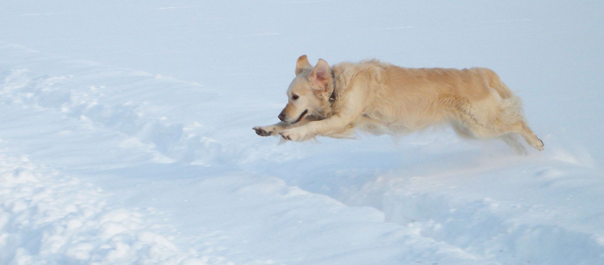 Собака породы золотистый ретривер в снегу - 俄羅斯衛星通訊社, 1920, 25.01.2021
