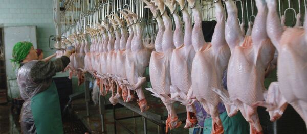 Убойный цех на ЗАО Оренбургский бройлер. Убойный цех на ЗАО Оренбургский бройлер. - 俄罗斯卫星通讯社