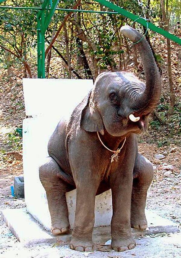 Слон, демонстрирующий, как пользоваться туалетом - 俄罗斯卫星通讯社