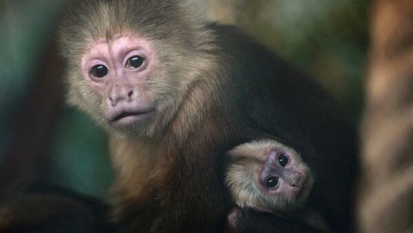 天津動物園為“人臉猴”找對象 - 俄羅斯衛星通訊社