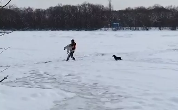 俄羅斯一隻狗掉進冰窟窿 同伴不離不棄終獲救 (照片) 俄羅斯一隻狗掉進冰窟窿 同伴不離不棄終獲救 (照片) - 俄羅斯衛星通訊社