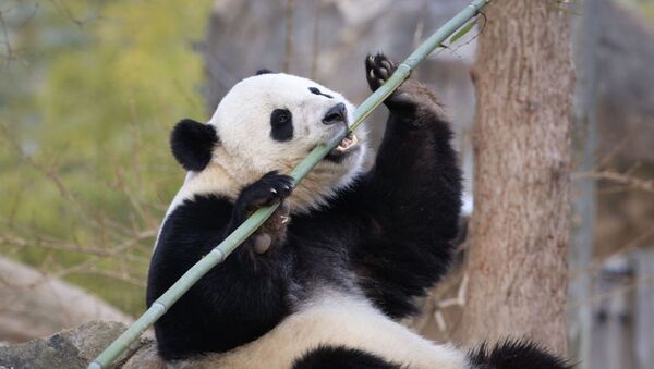Панда Bei Bei в Смитсоновском национальном зоологическом парке в Вашингтоне. - 俄罗斯卫星通讯社
