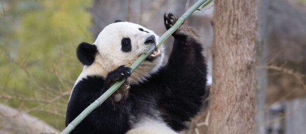 Панда Bei Bei в Смитсоновском национальном зоологическом парке в Вашингтоне. Панда Bei Bei в Смитсоновском национальном зоологическом парке в Вашингтоне. - 俄羅斯衛星通訊社