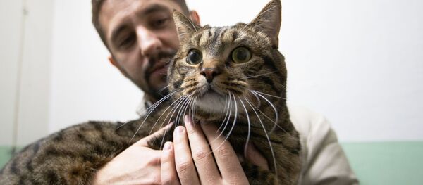 俄罗斯著名的“新闻当事猫” 俄罗斯著名的“新闻当事猫” - 俄罗斯卫星通讯社