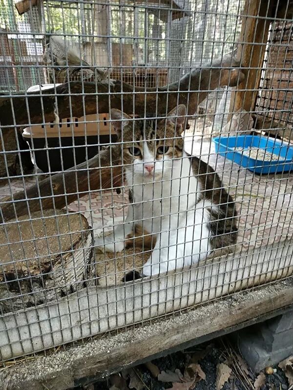 蹿红网上的猫咪 - 俄罗斯卫星通讯社