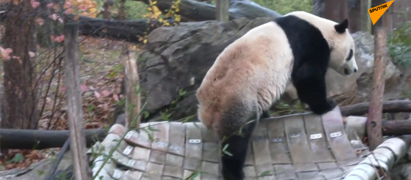 熊猫贝贝回国 - 俄罗斯卫星通讯社