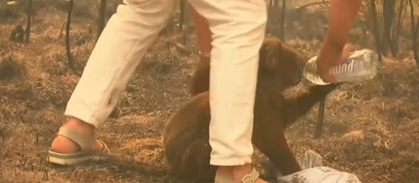 Австралийка рискнула жизнью и спасла коалу из горящего леса - 俄罗斯卫星通讯社