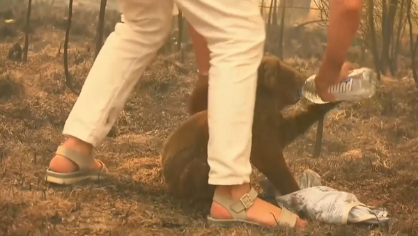 Австралийка рискнула жизнью и спасла коалу из горящего леса - 俄羅斯衛星通訊社