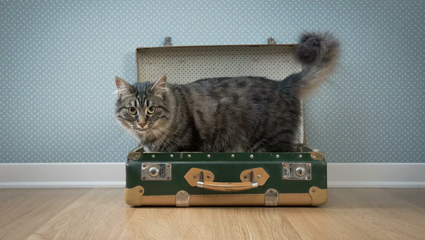 В США нашелся кот, который пять лет путешествовал по стране - 俄羅斯衛星通訊社