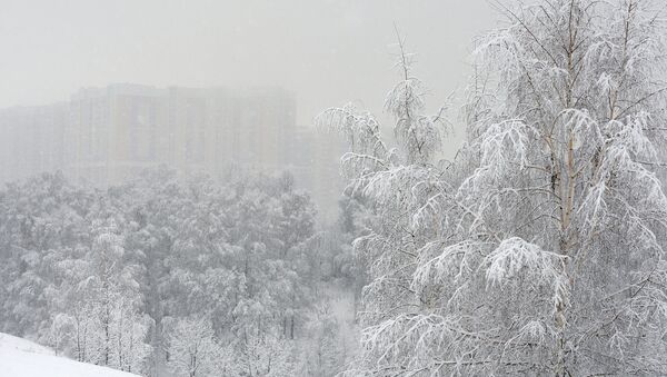 Лесопарк после снегопада  - 俄罗斯卫星通讯社