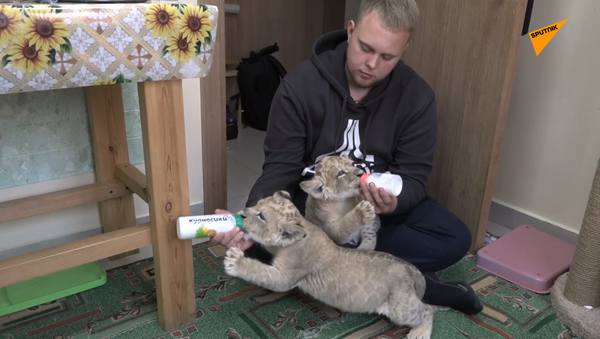 Пятнистые львята впервые родились в зоопарке Владивостока - 俄罗斯卫星通讯社