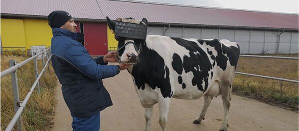 莫斯科州一农场为奶牛佩戴VR眼镜 莫斯科州一农场为奶牛佩戴VR眼镜 - 俄罗斯卫星通讯社