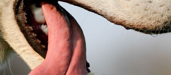 以色列老妇被狗舔后感染危险病菌 - 俄罗斯卫星通讯社