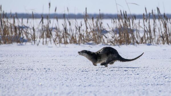 實拍堪察加水獺在厚厚的積雪中穿梭 - 俄羅斯衛星通訊社