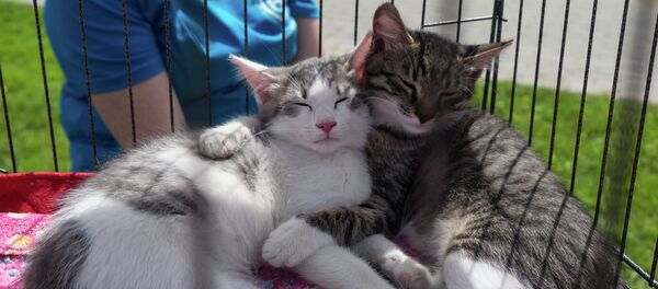 俄病毒學家：貓是用於測試新冠疫苗的“理想”動物模型 - 俄羅斯衛星通訊社