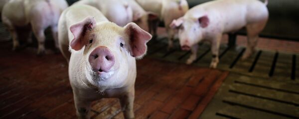 Свиньи в стойле на мясоперерабатывающем комбинате Кубань в Краснодарском крае - 俄罗斯卫星通讯社