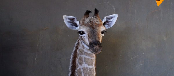 南非小狗收養孤兒長頸鹿 - 俄羅斯衛星通訊社