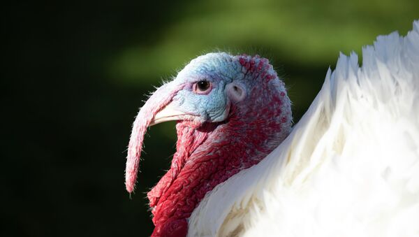 Butter, the national Thanksgiving turkey, walks in in the Rose Garden of the White House before being pardoned by President Donald Trump, Tuesday, Nov. 26, 2019, in Washington. - 俄羅斯衛星通訊社