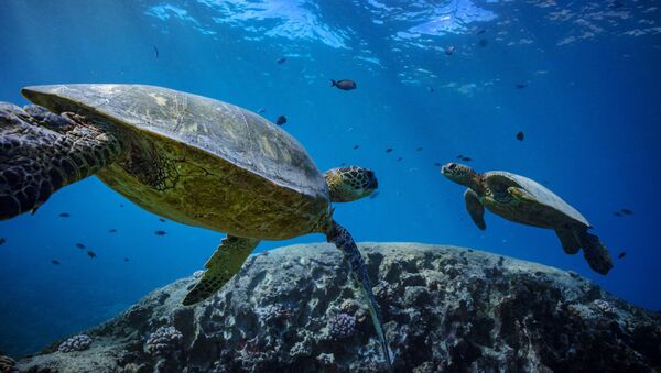 Две морские черепахи под водой - 俄罗斯卫星通讯社