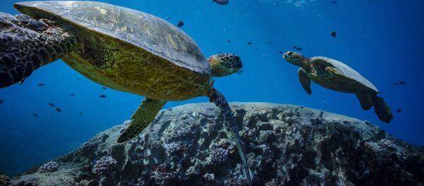 Две морские черепахи под водой - 俄罗斯卫星通讯社