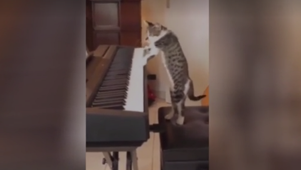 Видео кот на задних лапах исполнил соло на синтезаторе - 俄罗斯卫星通讯社