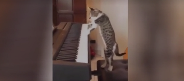 Видео кот на задних лапах исполнил соло на синтезаторе - 俄羅斯衛星通訊社