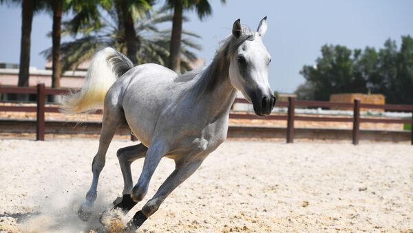 Частная ферма по разведению лошадей в Саудовской Аравии - 俄羅斯衛星通訊社