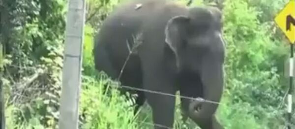 Слон переходит дорогу - 俄羅斯衛星通訊社