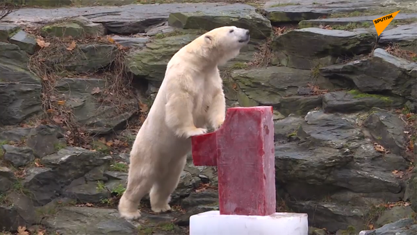 柏林動物園之星小北極熊“赫塔”首次慶生 - 俄羅斯衛星通訊社