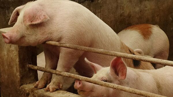 Свиньи на ферме в Китае - 俄罗斯卫星通讯社