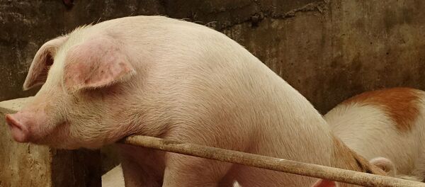 Свиньи на ферме в Китае - 俄罗斯卫星通讯社