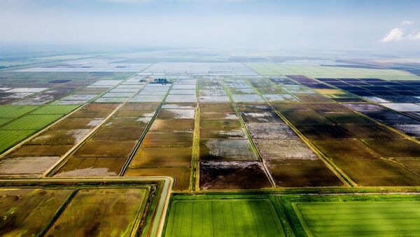 Выращивание риса в Краснодарском крае - 俄羅斯衛星通訊社