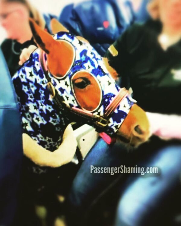 受法律保護!導盲馬被允許隨主人登機 (圖片) 受法律保護!導盲馬被允許隨主人登機 (圖片) - 俄羅斯衛星通訊社