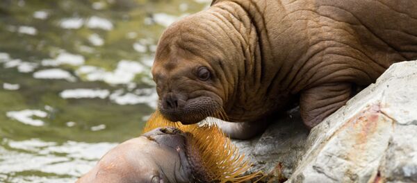 Детеныш моржа - 俄羅斯衛星通訊社