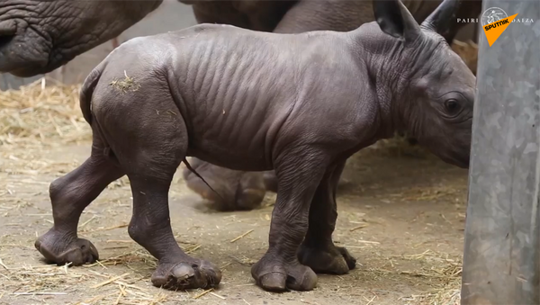 一只白犀牛出生在比利时动物园里 - 俄罗斯卫星通讯社