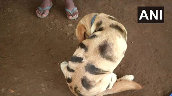 印度一农民把狗画成虎来吓唬猴子 - 俄罗斯卫星通讯社