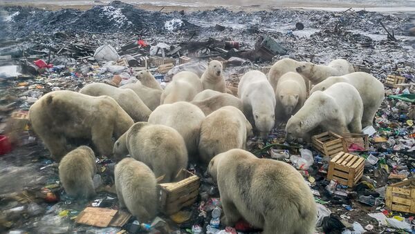 Белые медведи ищут еду на мусорной свалке недалеко от деревни Белушья Губа, архипелаг Новая Земля - 俄罗斯卫星通讯社