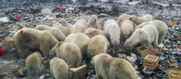 Белые медведи ищут еду на мусорной свалке недалеко от деревни Белушья Губа, архипелаг Новая Земля - 俄罗斯卫星通讯社