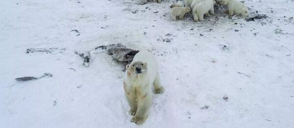 Белые медведи на Чукотке - 俄罗斯卫星通讯社