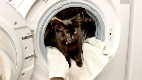 小貓在洗衣機里被洗20分鐘後得以幸存 - 俄羅斯衛星通訊社