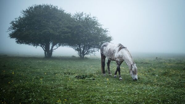 Лошадь на лугу в Майкопском районе Республики Адыгея - 俄羅斯衛星通訊社