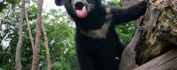 Гималайский медведь в Приморском сафари-парке во Владивостоке - 俄罗斯卫星通讯社