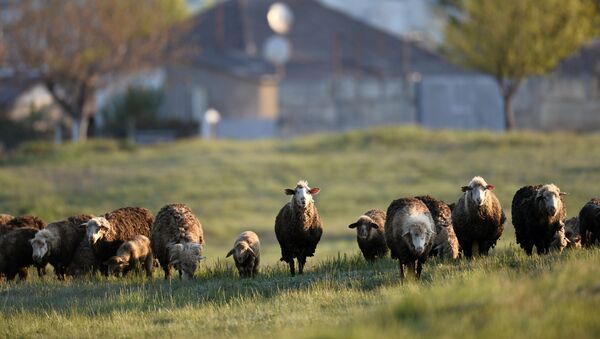 Овцы возле Белой скалы в Крыму - 俄羅斯衛星通訊社