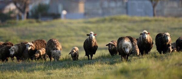 Овцы возле Белой скалы в Крыму - 俄羅斯衛星通訊社