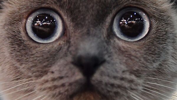 Кошка породы скоттиш-фолд (шотландская вислоухая) на выставке Кэтсбург в Москве - 俄羅斯衛星通訊社