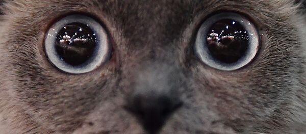 Кошка породы скоттиш-фолд (шотландская вислоухая) на выставке Кэтсбург в Москве - 俄羅斯衛星通訊社