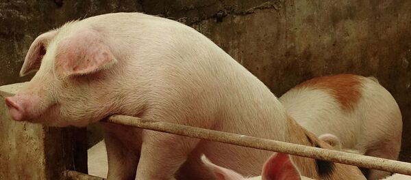 中国农业农村部：中国生猪生产已经扭转持续下滑局面 - 俄罗斯卫星通讯社