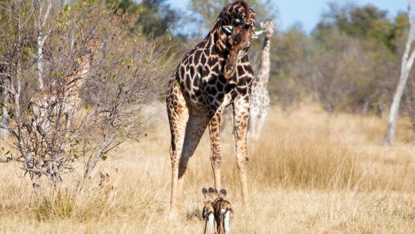 Жираф и дикие собаки в заповеднике в Ботсване  - 俄罗斯卫星通讯社