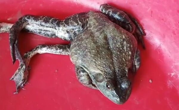 一只牛蛙六条腿 厨师不敢煮改放生 （图片） - 俄罗斯卫星通讯社